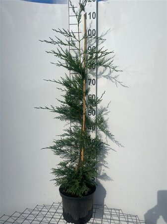 Cupressocyparis leylandii 100-125 cm cont. 5,0L - afbeelding 5