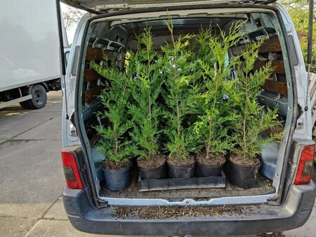 Cupressocyparis leylandii 100-125 cm cont. 5,0L - afbeelding 4