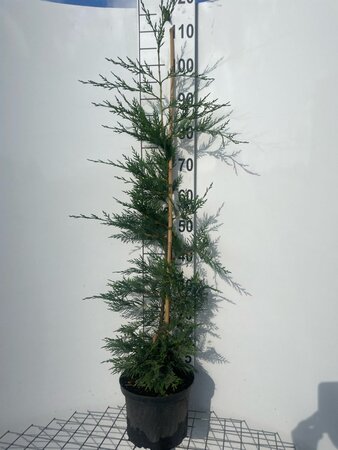 Cupressocyparis leylandii 100-125 cm cont. 5,0L - afbeelding 6
