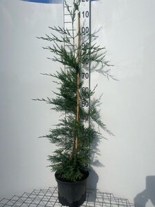 Cupressocyparis leylandii 100-125 cm cont. 5,0L - afbeelding 6