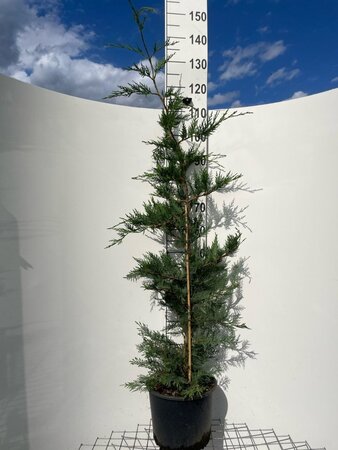 Cupressocyparis leylandii 125-150 cm cont. 10L - afbeelding 5