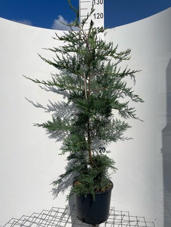 Cupressocyparis leylandii 125-150 cm cont. 10L - afbeelding 4