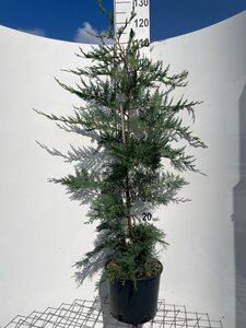 Cupressocyparis leylandii 125-150 cm cont. 10L - afbeelding 4