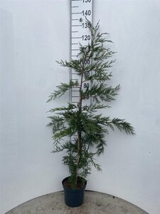Cupressocyparis leylandii 125-150 cm cont. 4,0L - afbeelding 4