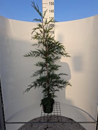 Cupressocyparis leylandii 125-150 cm cont. 4,0L - afbeelding 5