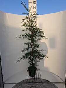 Cupressocyparis leylandii 125-150 cm cont. 4,0L - afbeelding 5