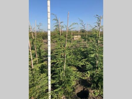 Cupressocyparis leylandii 125-150 cm met kluit - afbeelding 4
