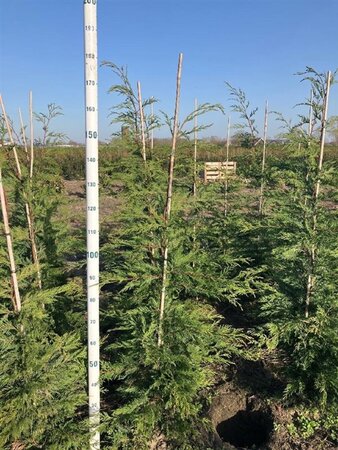 Cupressocyparis leylandii 125-150 cm met kluit - afbeelding 5
