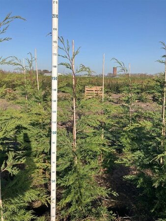 Cupressocyparis leylandii 150-175 cm met kluit - afbeelding 5