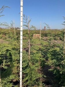 Cupressocyparis leylandii 150-175 cm met kluit - afbeelding 5
