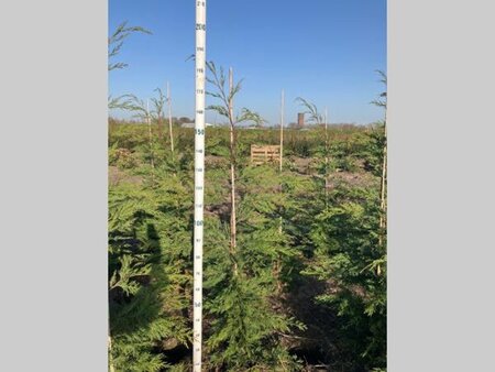 Cupressocyparis leylandii 150-175 cm met kluit - afbeelding 4