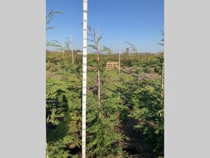 Cupressocyparis leylandii 150-175 cm met kluit - afbeelding 4