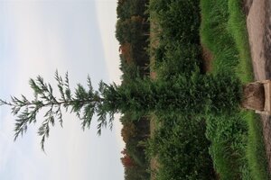 Cupressocyparis leylandii 250-275 cm met kluit - afbeelding 4