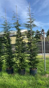 Cupressocyparis leylandii 250-300 cm container - afbeelding 4