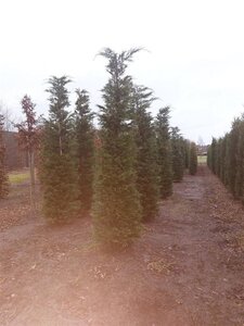 Cupressocyparis leylandii 300-350 cm draadkluit - afbeelding 4