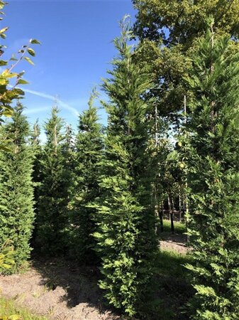 Cupressocyparis leylandii 300-350 cm draadkluit - afbeelding 4