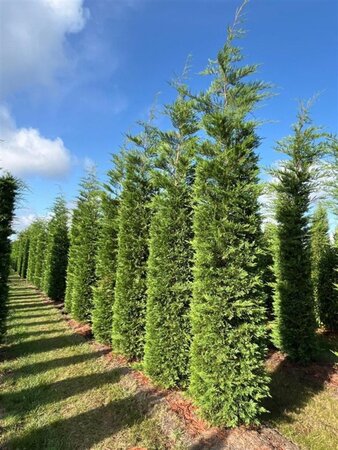 Cupressocyparis leylandii 400-450 cm draadkluit - afbeelding 4