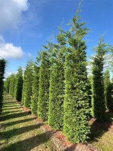 Cupressocyparis leylandii 400-450 cm draadkluit - afbeelding 4