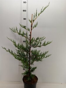 Cupressocyparis leylandii 60-80 cm cont. 3,0L - afbeelding 4
