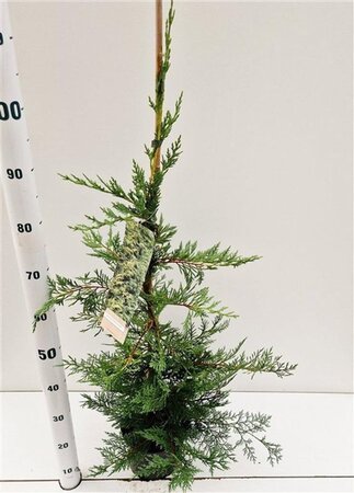 Cupressocyparis leylandii 80-100 cm cont. 3,0L - afbeelding 4