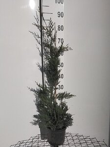 Cupressocyparis leylandii 80-100 cm cont. 3,0L - afbeelding 2