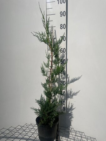 Cupressocyparis leylandii 80-100 cm cont. 3,0L - afbeelding 11