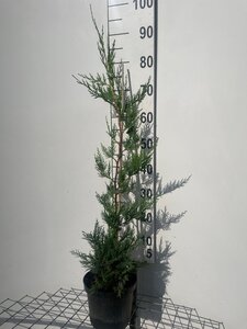Cupressocyparis leylandii 80-100 cm cont. 3,0L - afbeelding 11