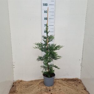 Cupressocyparis leylandii 80-100 cm cont. 3,0L - afbeelding 8