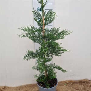 Cupressocyparis leylandii 80-100 cm cont. 3,0L - afbeelding 7