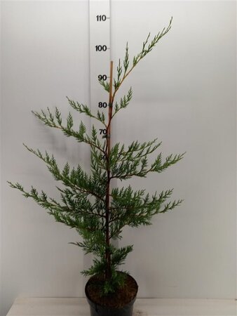 Cupressocyparis leylandii 80-100 cm cont. 3,0L - afbeelding 6