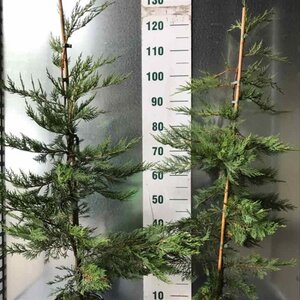Cupressocyparis leylandii 80-100 cm cont. 3,0L - afbeelding 2