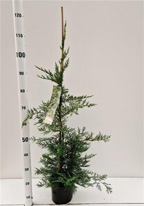 Cupressocyparis leylandii 80-100 cm cont. 3,0L - afbeelding 3