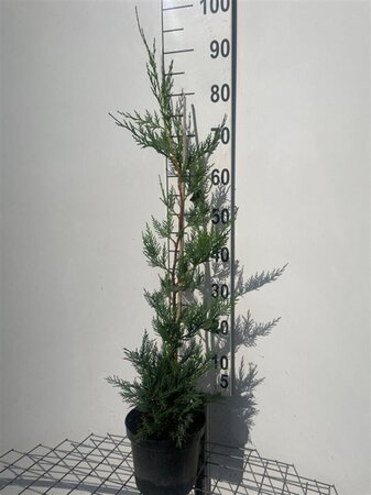 Cupressocyparis leylandii 80-100 cm cont. 3,0L - afbeelding 5