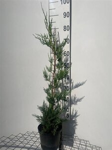 Cupressocyparis leylandii 80-100 cm cont. 3,0L - afbeelding 5
