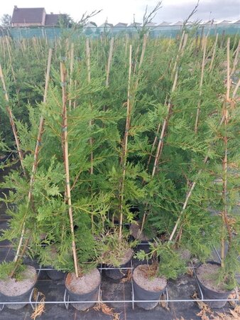Cupressocyparis leylandii 80-100 cm cont. 3,0L - afbeelding 3