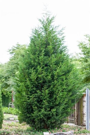 Cupressocyparis leylandii 80-100 cm met kluit - afbeelding 2