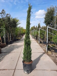 Cupressus semp. 'Pyramidalis' 200-250 cm container - afbeelding 13