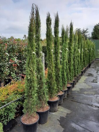 Cupressus semp. 'Pyramidalis' 200-250 cm container - afbeelding 16