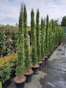 Cupressus semp. 'Pyramidalis' 200-250 cm container - afbeelding 16