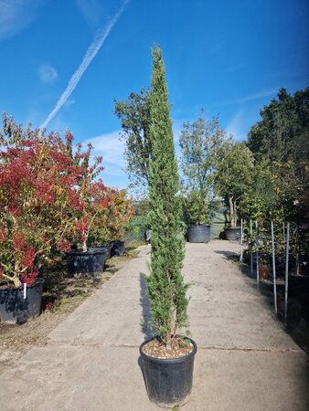 Cupressus semp. 'Pyramidalis' 200-250 cm container - afbeelding 8