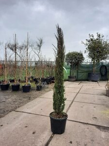 Cupressus semp. 'Pyramidalis' 200-250 cm container - afbeelding 18