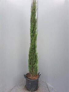 Cupressus semp. 'Pyramidalis' 200-250 cm container - afbeelding 7