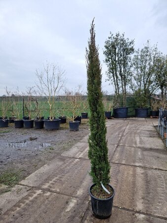 Cupressus semp. 'Pyramidalis' 200-250 cm container - afbeelding 7