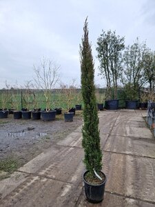 Cupressus semp. 'Pyramidalis' 200-250 cm container - afbeelding 7