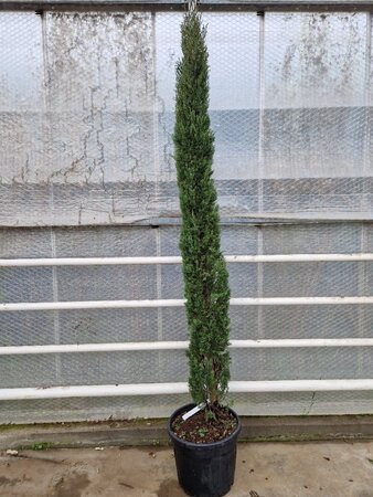 Cupressus semp. 'Pyramidalis' 200-250 cm container - afbeelding 10