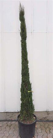 Cupressus semp. 'Pyramidalis' 200-250 cm container - afbeelding 11