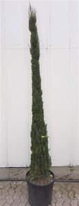 Cupressus semp. 'Pyramidalis' 200-250 cm container - afbeelding 11