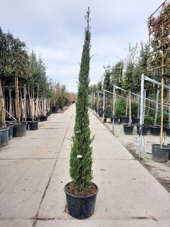 Cupressus semp. 'Pyramidalis' 200-250 cm container - afbeelding 10