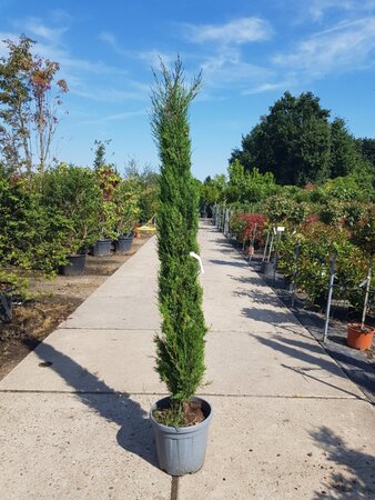 Cupressus semp. 'Pyramidalis' 200-250 cm container - afbeelding 2