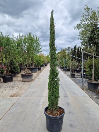 Cupressus semp. 'Pyramidalis' 200-250 cm container - afbeelding 26